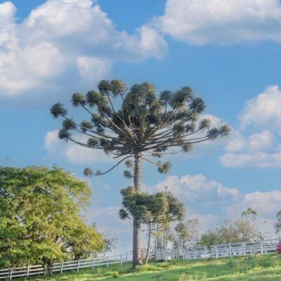 CV Pé de araucaria Café rural casa velha, Arapoti-PR300