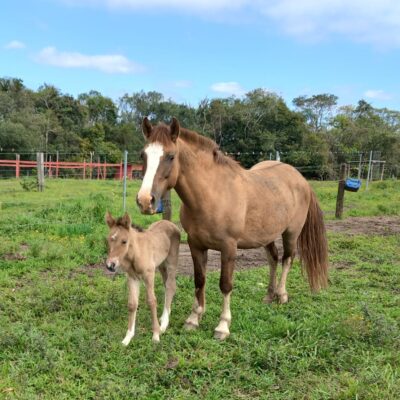 Cópia de sim temos cavalos e potros300